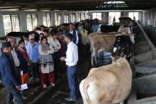 गाई पालन अवलोकन गर्दै चितवनमा